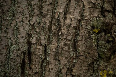 Yaşlı ağaç kabuğu. Doğal desenli ahşap doku arka plan yüzeyi. Eski Ağaç Kabuğu Doku Çizgileri Arkaplan Deseni