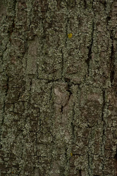 Velha Casca Árvore Textura Madeira Superfície Fundo Com Padrão Natural — Fotografia de Stock