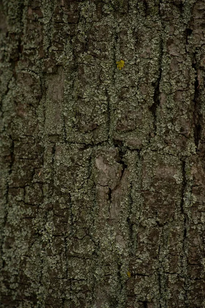 Vieil Écorce Arbre Texture Bois Surface Fond Avec Motif Naturel — Photo