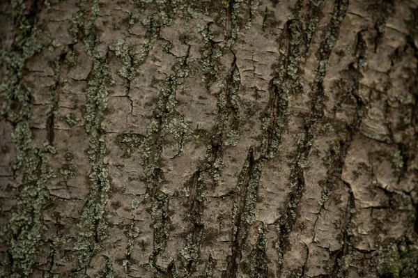 老树皮 木材纹理背景表面与自然图案 古木树皮纹理线背景图 — 图库照片