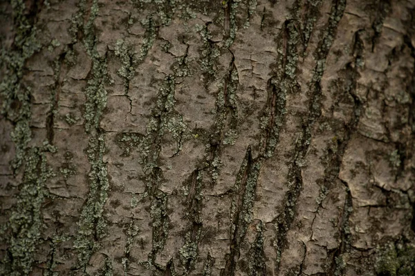 자연적 패턴을 나무의 Old Wood Bark Texture Lines Background Pattern — 스톡 사진