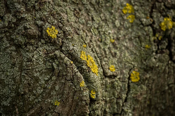 Gammal Trädbark Trä Textur Bakgrund Yta Med Naturligt Mönster Gamla — Stockfoto