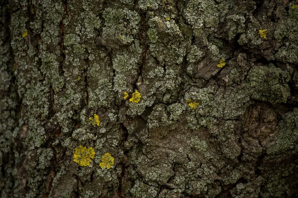 Alte Baumrinde Holz Textur Hintergrundfläche Mit Natürlichem Muster Altes Holz — Stockfoto