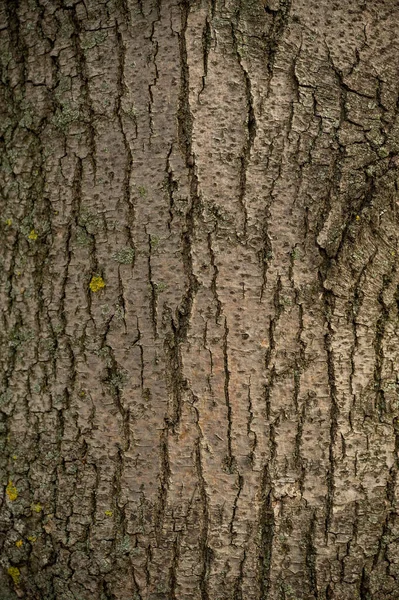 Vieja Corteza Árbol Textura Madera Superficie Fondo Con Patrón Natural — Foto de Stock