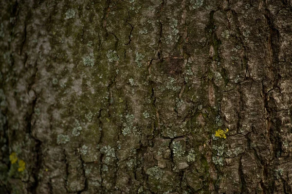 Velha Casca Árvore Textura Madeira Superfície Fundo Com Padrão Natural — Fotografia de Stock