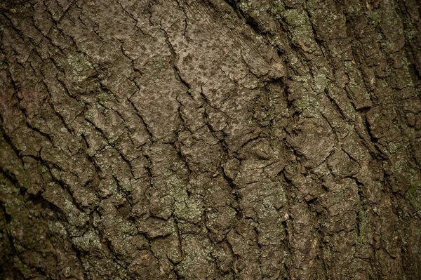 Velha Casca Árvore Textura Madeira Superfície Fundo Com Padrão Natural — Fotografia de Stock