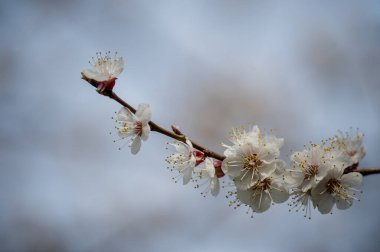 Ağaçlar baharda çiçek açar. Yakında bahar gelecek. Tekrar bahar. Ağaçlar çiçek açıyor. Arkaplan
