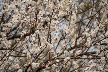 Ağaçlar baharda çiçek açar. Yakında bahar gelecek. Tekrar bahar. Ağaçlar çiçek açıyor. Arkaplan