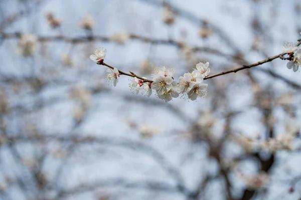 Los Árboles Florecen Primavera Primavera Pronto Primavera Otra Vez Los — Foto de Stock