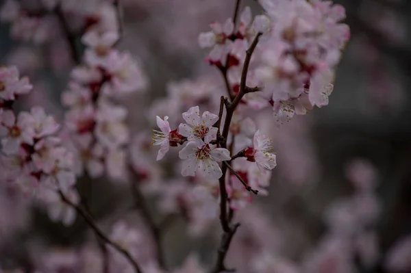 Trees Bloom Spring Spring Soon Spring Again Trees Blooming Background — Stock Photo, Image