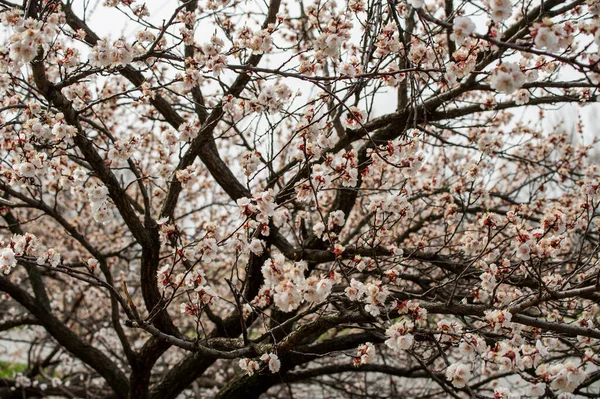 春に花を咲かせます もう一度 木が咲いている — ストック写真