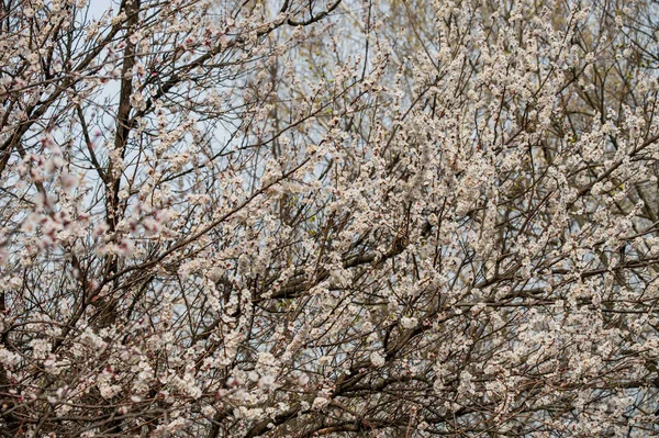 Árvores Florescem Primavera Primavera Breve Primavera Outra Vez Árvores Estão — Fotografia de Stock