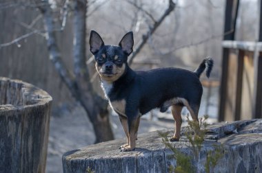 Evcil köpek sokakta yürüyor. Chihuahua köpeği yürüyüşe çıktı. Chihuahua siyah, kahverengi ve beyaz. Yürüyüşe çıkmış şirin bir köpek yavrusu. Bahçedeki ya da parktaki köpek İyi yetiştirilmiş köpek Chihuahua mini pürüzsüz saçlı