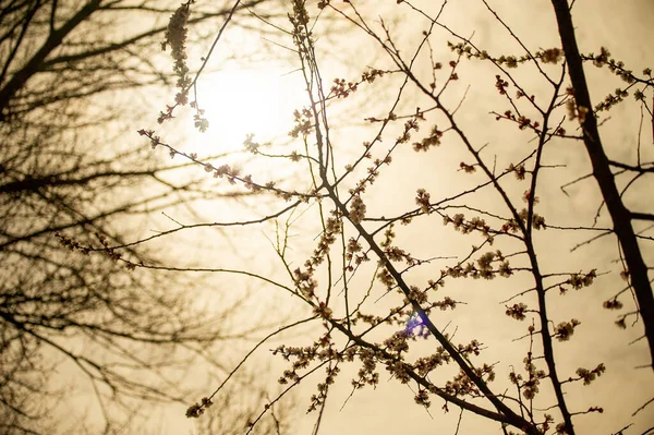 Wellen Des Sonnenlichts Baum Und Sonne Durch Die Äste Himmel — Stockfoto