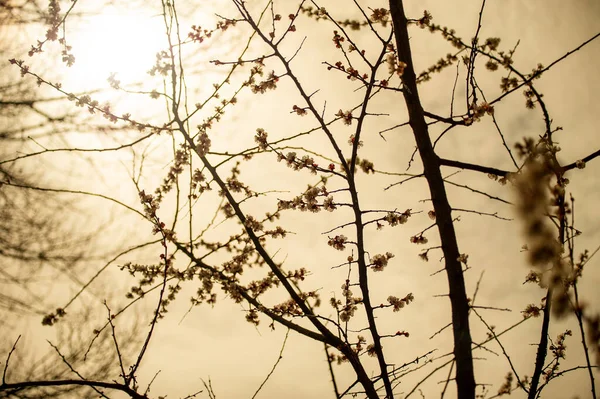 Shafts of Sunlight. Tree and sun through the branches. Sky and sun