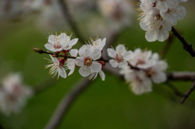 Gökyüzüne karşı kiraz ağacının bahar çiçekleri. Ağaçlar baharda çiçek açar. Yakında bahar gelecek. Tekrar bahar. Ağaçlar çiçek açıyor. Güneşli sıcak bir gün. Arkaplan