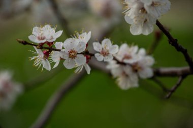 Gökyüzüne karşı kiraz ağacının bahar çiçekleri. Ağaçlar baharda çiçek açar. Yakında bahar gelecek. Tekrar bahar. Ağaçlar çiçek açıyor. Güneşli sıcak bir gün. Arkaplan