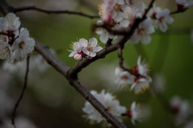 Gökyüzüne karşı kiraz ağacının bahar çiçekleri. Ağaçlar baharda çiçek açar. Yakında bahar gelecek. Tekrar bahar. Ağaçlar çiçek açıyor. Güneşli sıcak bir gün. Arkaplan