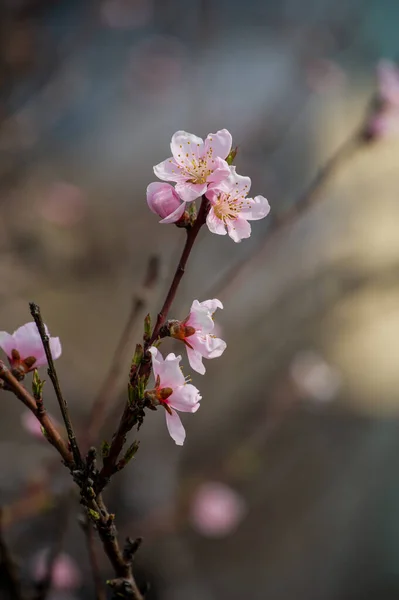 Primavera Floración Cerezo Contra Cielo Cerca Los Árboles Florecen Primavera —  Fotos de Stock