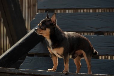 Chihuahua köpeği yürüyüşe çıktı. Chihuahua siyah, kahverengi ve beyaz. Sonbaharda köpek bahçede ya da parkta yürür. Küçük köpek türleri. Evcil hayvan dışarı çıkmalı. Bir köpeğin portresi.