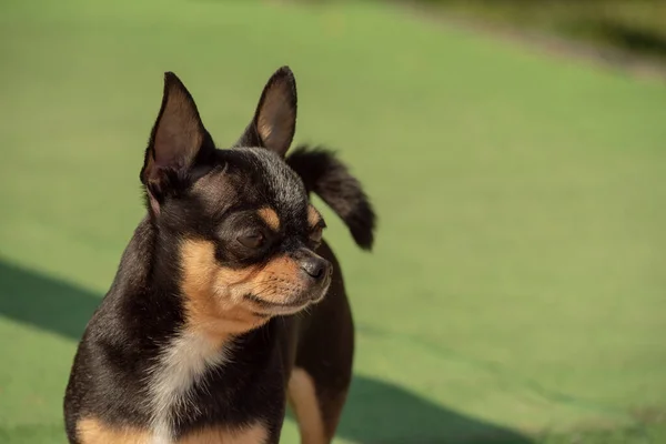 散歩のChihuahua犬 Chihuahua黒 茶色と白 秋の犬は庭や公園を散歩します 犬の小さな品種 ペットは屋外を歩く必要があります 犬の肖像画 — ストック写真