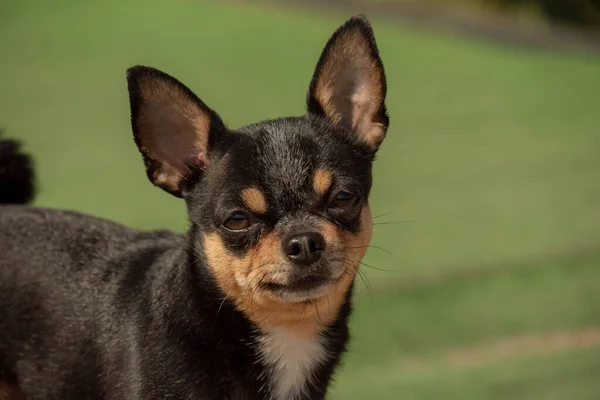 Chihuahua Pes Procházku Chihuahua Černá Hnědá Bílá Pes Podzim Procházky — Stock fotografie