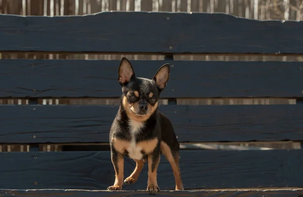 Chihuahua Pies Spacer Chihuahua Czarny Brązowy Biały Pies Jesiennych Spacerach — Zdjęcie stockowe