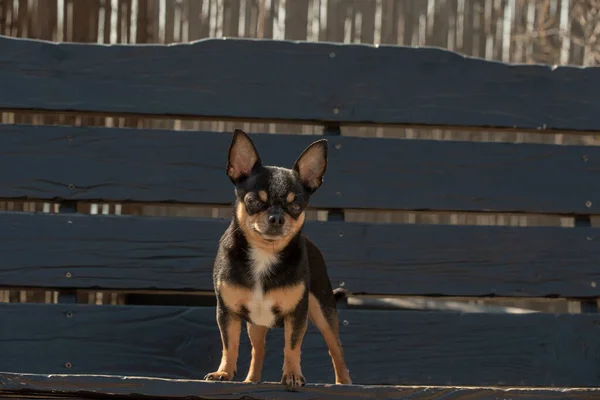 Chihuahua Hund Für Einen Spaziergang Chihuahua Schwarz Braun Und Weiß — Stockfoto