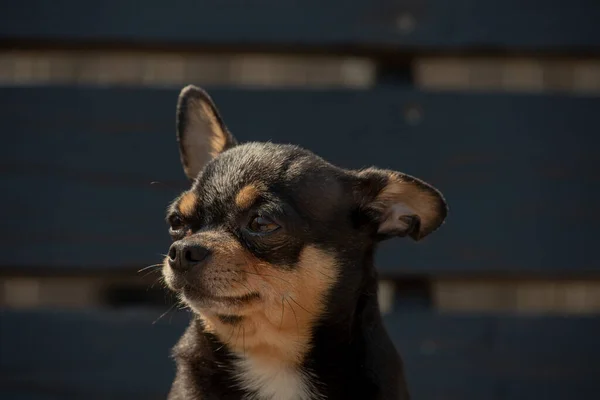 Chihuahua Kutya Sétálni Chihuahua Fekete Barna Fehér Kutya Ősszel Sétál — Stock Fotó