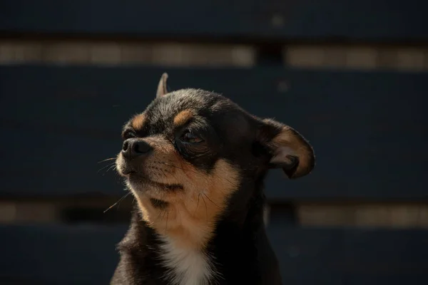 散歩のChihuahua犬 Chihuahua黒 茶色と白 秋の犬は庭や公園を散歩します 犬の小さな品種 ペットは屋外を歩く必要があります 犬の肖像画 — ストック写真