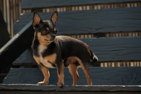 奇瓦瓦犬散步 奇瓦瓦黑色 棕色和白色 秋天的时候 狗在花园里或公园里散步 小品种的狗 宠物必须走在户外 狗的肖像 — 图库照片