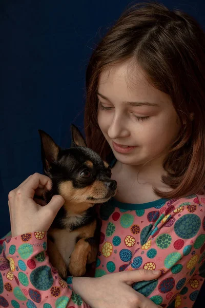 Little Girl Chihuahua Girl Holding Chihuahua Girl Her Pet Her — 스톡 사진