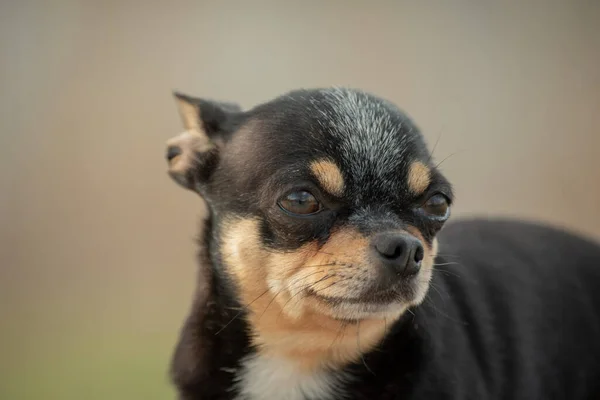 ペット犬が通りを歩いている 散歩のChihuahua犬 Chihuahua黒 茶色と白 散歩中の可愛い子犬 庭や公園で犬よく手入れの行き届いた犬Chihuahuaミニ滑らかな髪 — ストック写真