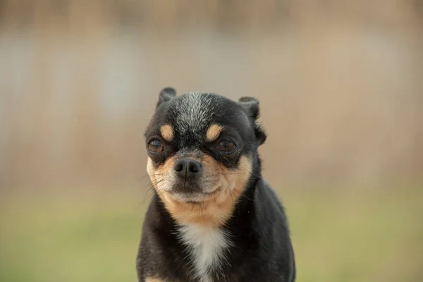 Kiskutya Sétál Utcán Chihuahua Kutya Sétálni Chihuahua Fekete Barna Fehér — Stock Fotó