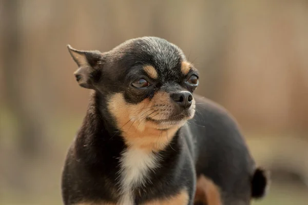 Pies Spaceruje Ulicy Chihuahua Pies Spacer Chihuahua Czarny Brązowy Biały — Zdjęcie stockowe