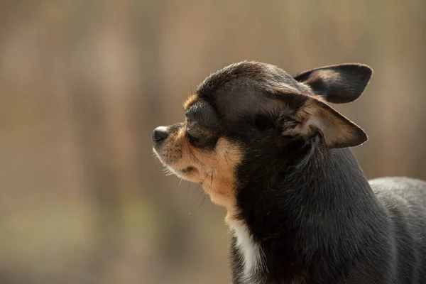 Σκυλάκι Περπατάει Στο Δρόμο Σκυλί Τσιουάουα Για Βόλτα Τσιουάουα Μαύρο — Φωτογραφία Αρχείου
