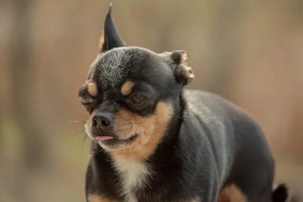 Hondenloopjes Straat Chihuahua Hond Voor Een Wandeling Chihuahua Zwart Bruin — Stockfoto