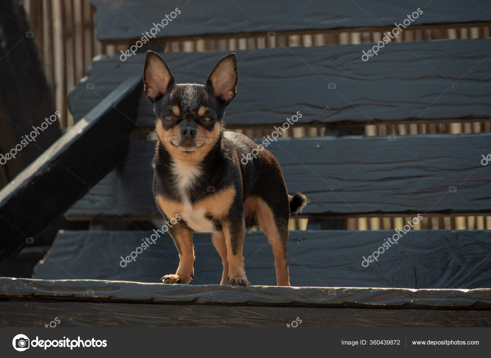 Chihuahua Dog Walk Chihuahua Black Brown White Dog Autumn Walks Stock Photo Image By C Kapinosova