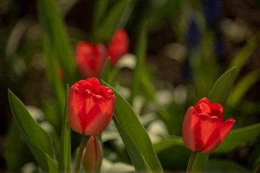 Kırmızı laleler. İlkbahar Güzel bahar geldi