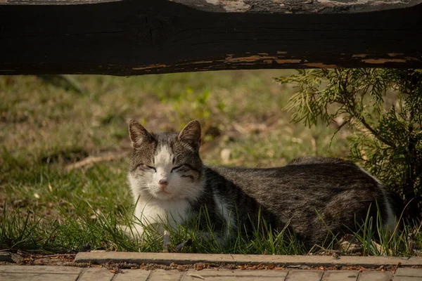 肖像画动物一只白斑的街头猫坐在栅栏上 春天在猫 阳光灿烂的一天白猫在栅栏上 街上的白灰猫 猫躺在绿草上 — 图库照片