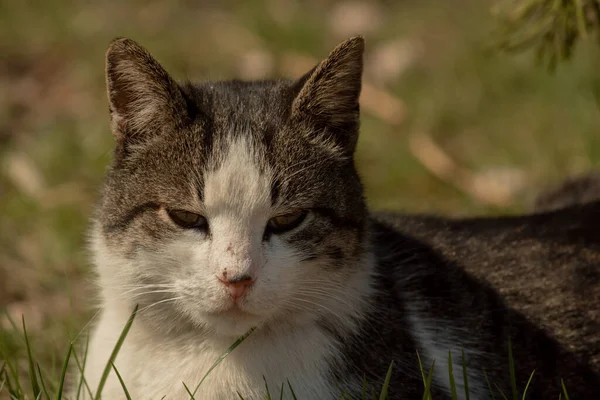 動物の肖像画 白い斑点のある通りの猫が柵の上に座っている 歩くんだ通り春 猫の春 晴れた日 白い猫が柵の上にいる 通りに白い灰色の猫 猫は緑の草の上に横たわる — ストック写真