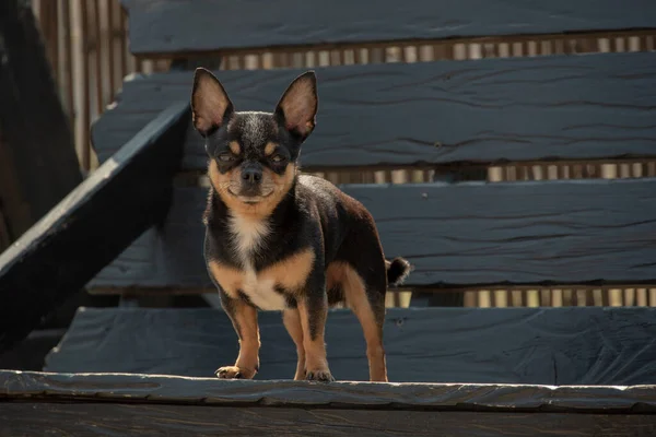 奇瓦瓦犬散步 奇瓦瓦黑色 棕色和白色 秋天的时候 狗在花园里或公园里散步 小品种的狗 宠物必须走在户外 狗的肖像 — 图库照片