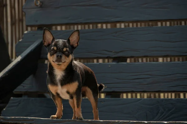 散歩のChihuahua犬 Chihuahua黒 茶色と白 秋の犬は庭や公園を散歩します 犬の小さな品種 ペットは屋外を歩く必要があります 犬の肖像画 — ストック写真