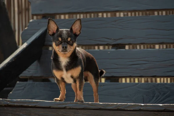 Chihuahua Köpeği Yürüyüşe Çıktı Chihuahua Siyah Kahverengi Beyaz Sonbaharda Köpek — Stok fotoğraf