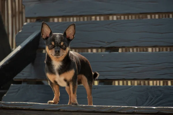 奇瓦瓦犬散步 奇瓦瓦黑色 棕色和白色 秋天的时候 狗在花园里或公园里散步 小品种的狗 宠物必须走在户外 狗的肖像 — 图库照片