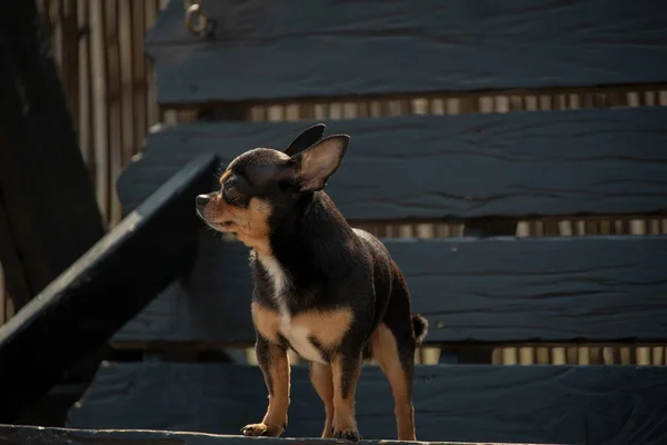 Chihuahua Hond Voor Een Wandeling Chihuahua Zwart Bruin Wit Hond — Stockfoto