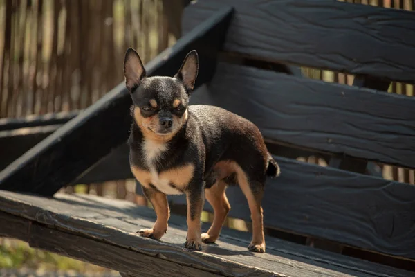 Chihuahua Pies Spacer Chihuahua Czarny Brązowy Biały Pies Jesiennych Spacerach — Zdjęcie stockowe