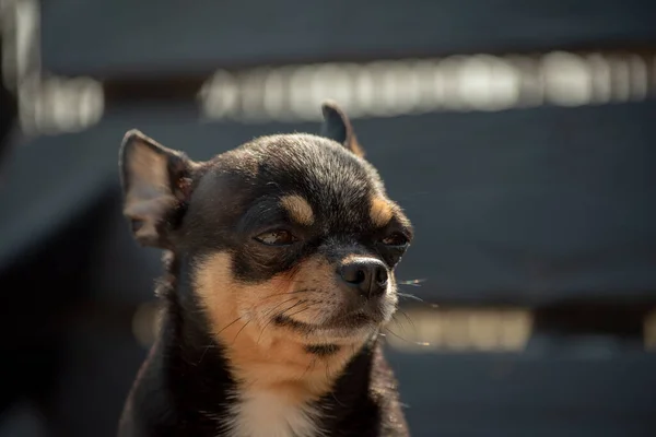 Chihuahua Pies Spacer Chihuahua Czarny Brązowy Biały Pies Jesiennych Spacerach — Zdjęcie stockowe