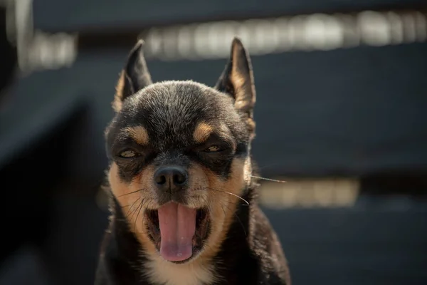 Chihuahua Dog Walk Chihuahua Black Brown White Dog Autumn Walks — Stock Photo, Image