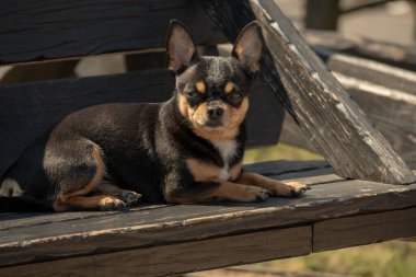 Chihuahua köpeği yürüyüşe çıktı. Chihuahua siyah, kahverengi ve beyaz. Sonbaharda köpek bahçede ya da parkta yürür. Küçük köpek türleri. Evcil hayvan dışarı çıkmalı. Bir köpeğin portresi.